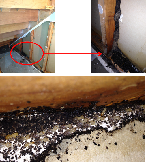 Termites-Sneak-through-Concrete-Slabs