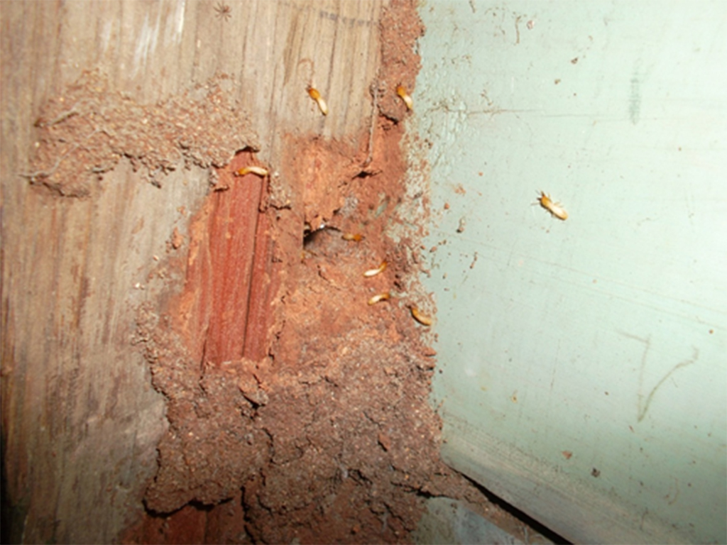 Termites expand in summer time