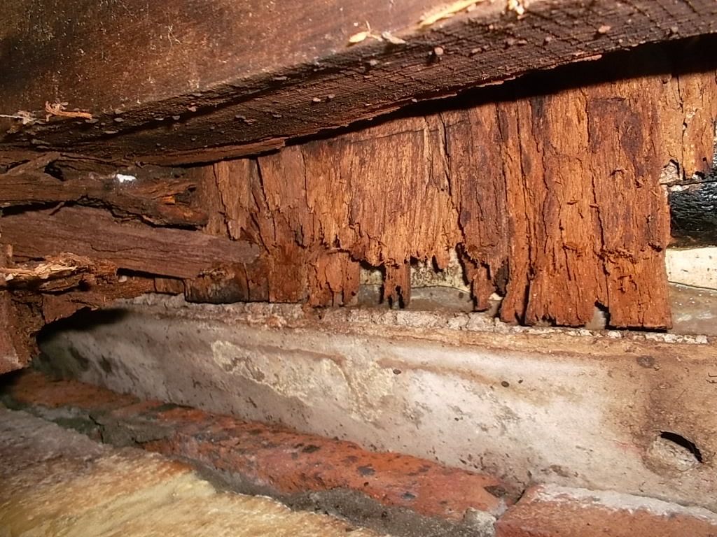 Only some Termites feed on Wood