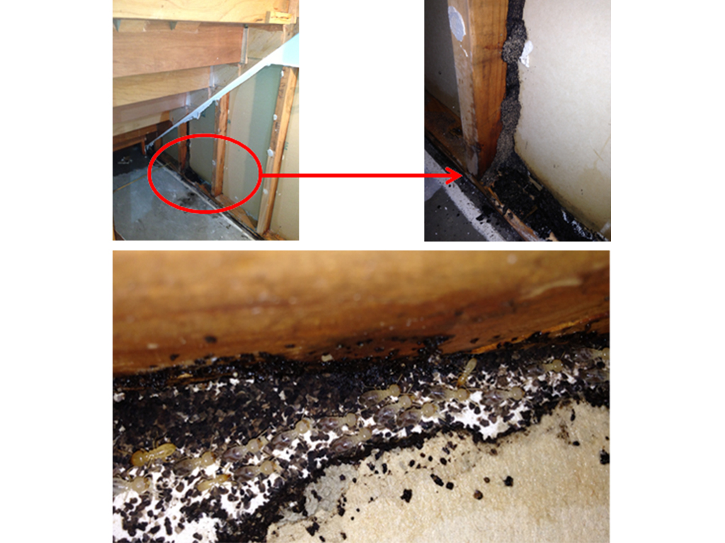 Termites Sneak through Concrete Slabs
