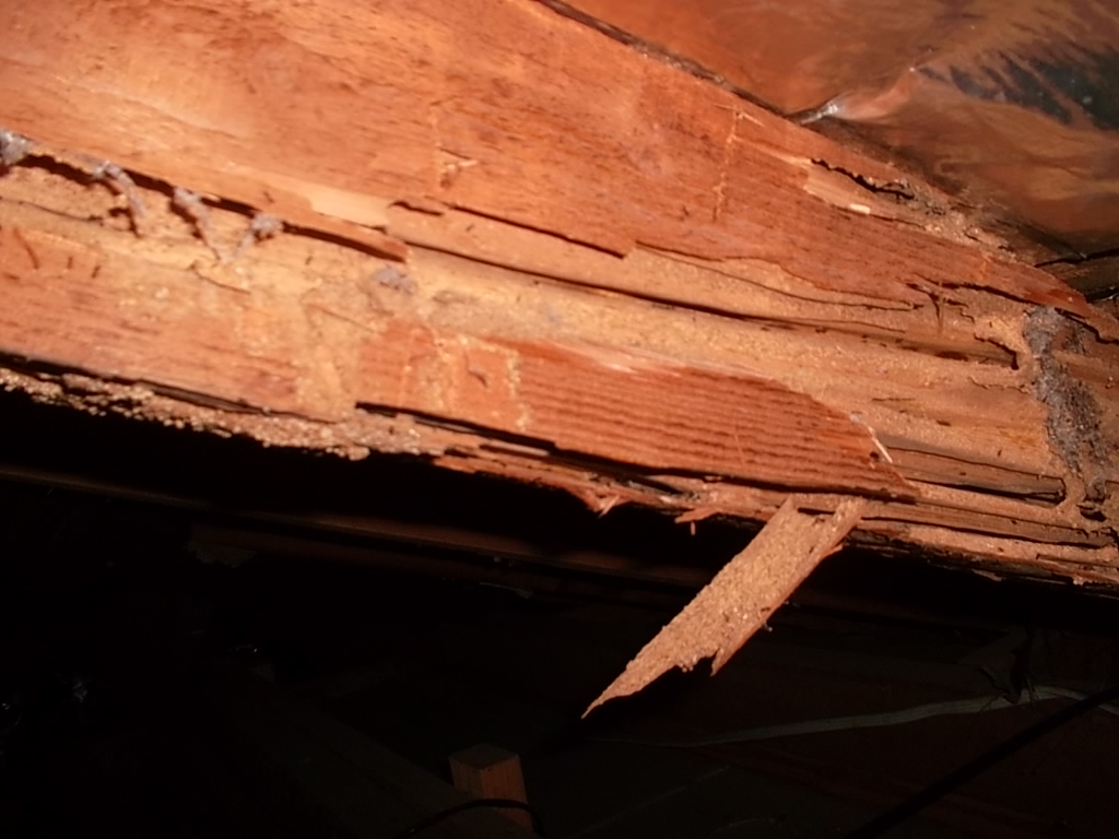 Termite Infestation/Damage in Sydney Houses